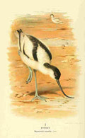 Thorburn Archibald 1885 Avocet A4 Photo Print