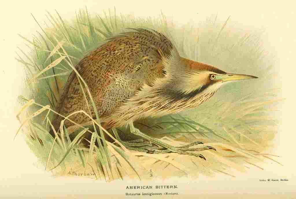 Thorburn Archibald 1885 Bittern American A4 Photo Print