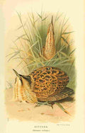 Thorburn Archibald 1885 Bittern A4 Photo Print