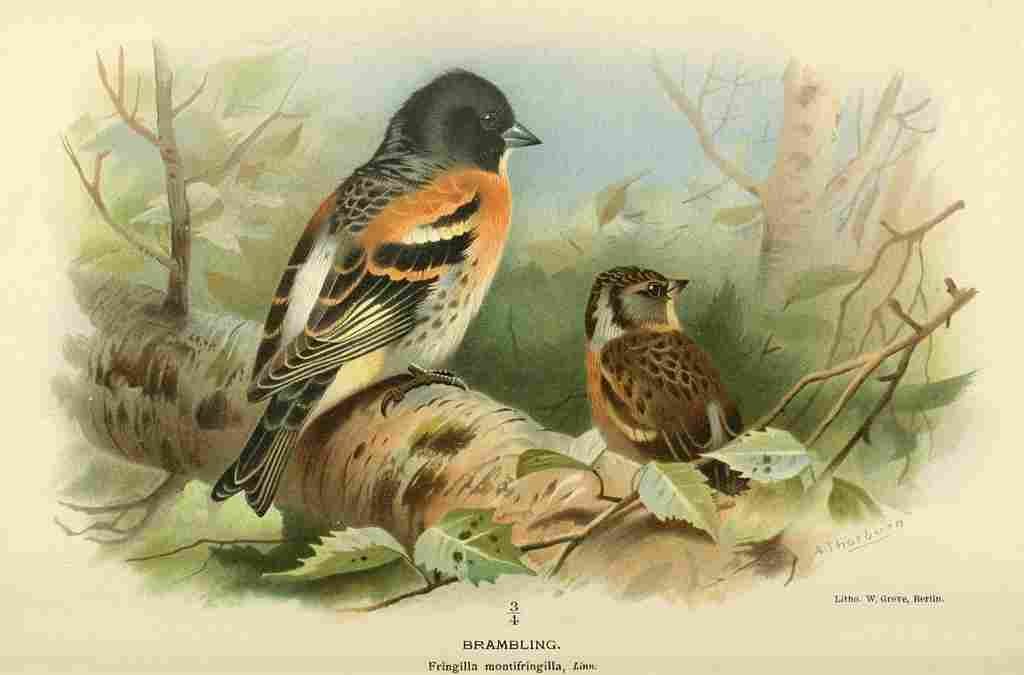 Thorburn Archibald 1885 Brambling A4 Photo Print