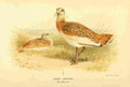 Thorburn Archibald 1885 Bustard Great A4 Photo Print