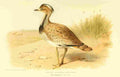 Thorburn Archibald 1885 Bustard Indian Houbara A4 Photo Print