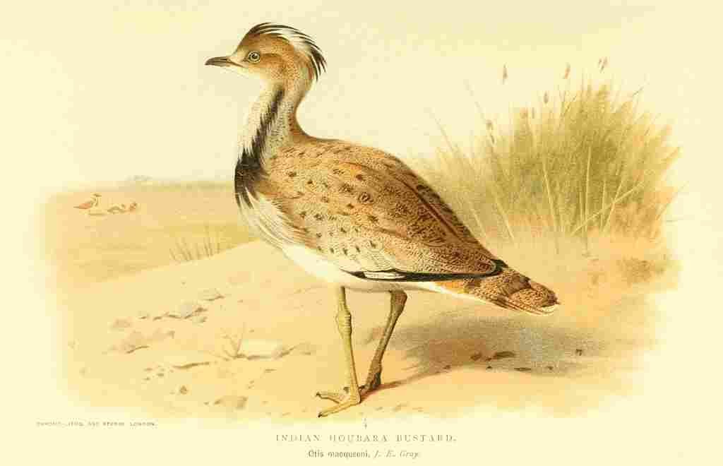 Thorburn Archibald 1885 Bustard Indian Houbara A4 Photo Print