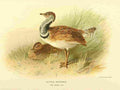 Thorburn Archibald 1885 Bustard Little A4 Photo Print