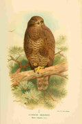 Thorburn Archibald 1885 Buzzard Common A4 Photo Print