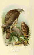 Thorburn Archibald 1885 Buzzard Honey 1 A4 Photo Print
