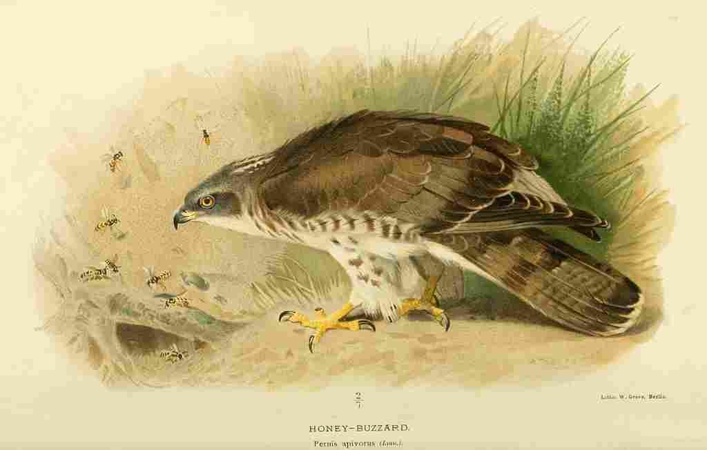Thorburn Archibald 1885 Buzzard Honey 2 A4 Photo Print