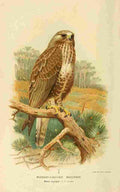 Thorburn Archibald 1885 Buzzard Rough legged A4 Photo Print