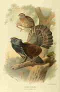 Thorburn Archibald 1885 Capercaillie A4 Photo Print