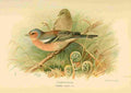 Thorburn Archibald 1885 Chaffinch A4 Photo Print