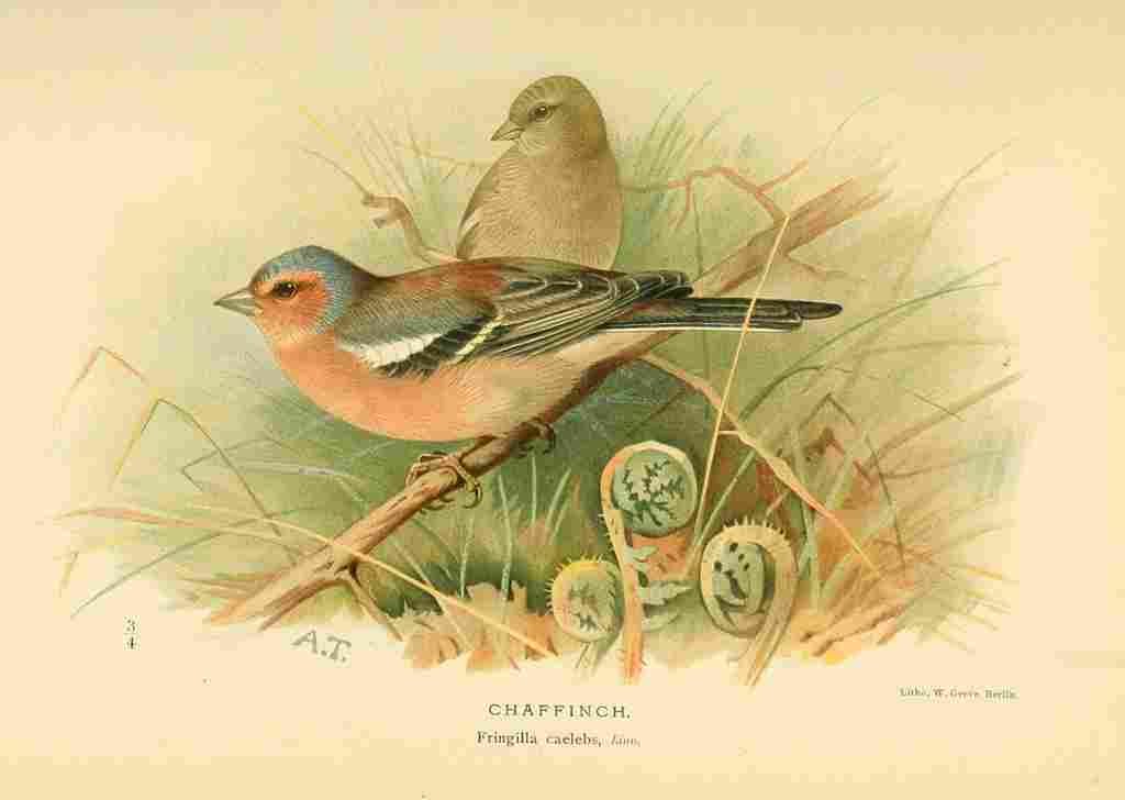 Thorburn Archibald 1885 Chaffinch A4 Photo Print