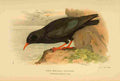 Thorburn Archibald 1885 Chough Red billed A4 Photo Print