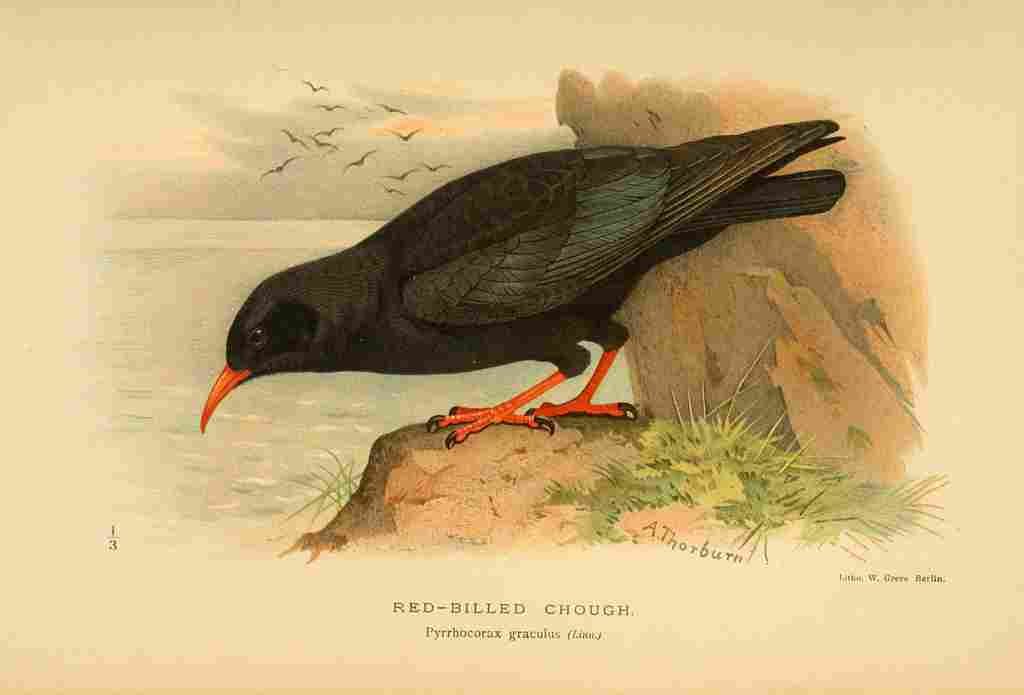 Thorburn Archibald 1885 Chough Red billed A4 Photo Print