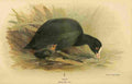 Thorburn Archibald 1885 Coot A4 Photo Print