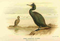 Thorburn Archibald 1885 Cormorant Green A4 Photo Print