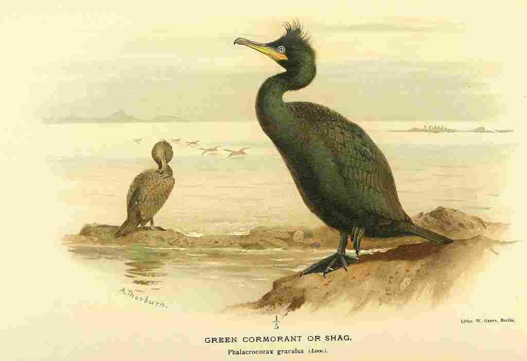 Thorburn Archibald 1885 Cormorant Green A4 Photo Print