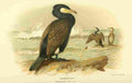 Thorburn Archibald 1885 Cormorant A4 Photo Print