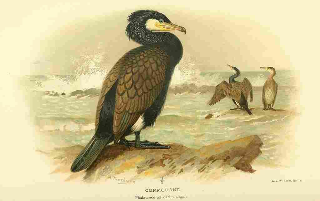 Thorburn Archibald 1885 Cormorant A4 Photo Print