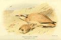 Thorburn Archibald 1885 Courser Cream coloured A4 Photo Print