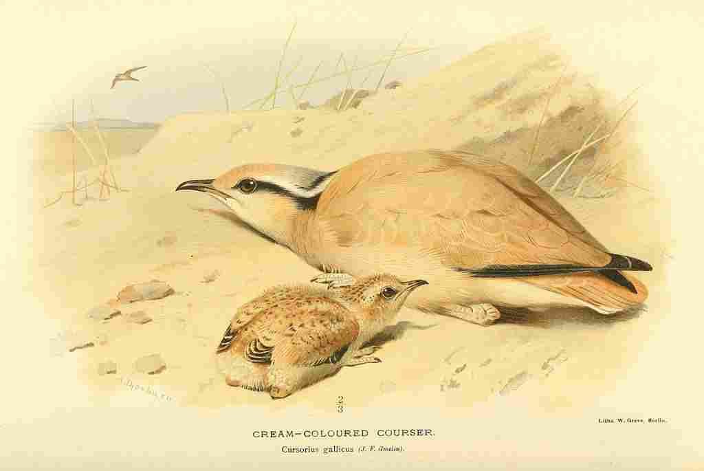 Thorburn Archibald 1885 Courser Cream coloured A4 Photo Print