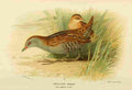 Thorburn Archibald 1885 Crake Baillons A4 Photo Print