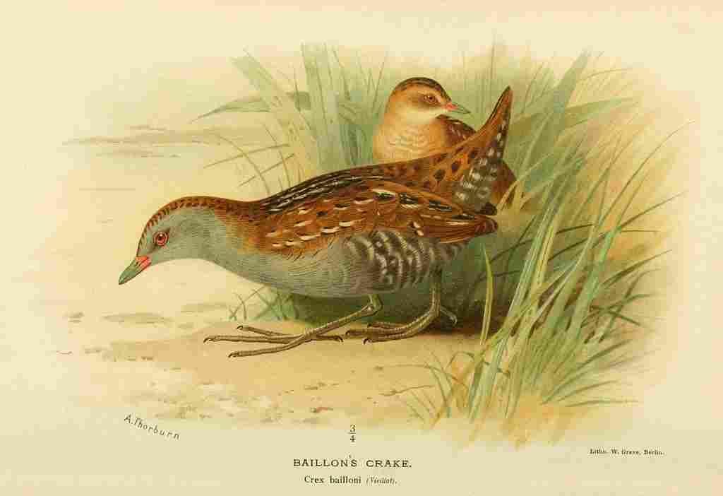 Thorburn Archibald 1885 Crake Baillons A4 Photo Print