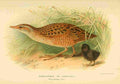 Thorburn Archibald 1885 Crake Corn A4 Photo Print