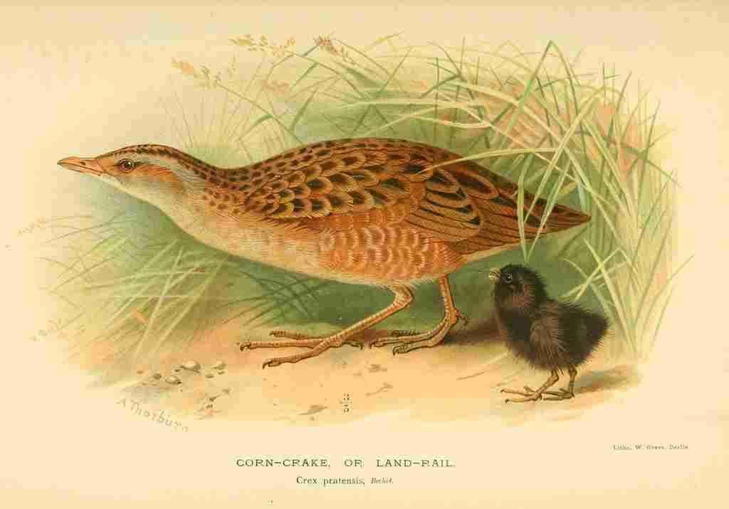 Thorburn Archibald 1885 Crake Corn A4 Photo Print
