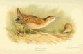 Thorburn Archibald 1885 Crake Little 1 A4 Photo Print
