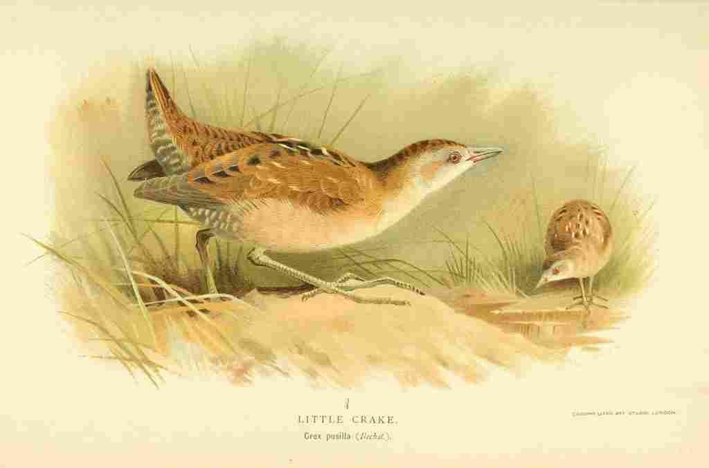 Thorburn Archibald 1885 Crake Little 1 A4 Photo Print