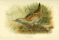 Thorburn Archibald 1885 Crake Little 2 A4 Photo Print