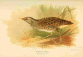 Thorburn Archibald 1885 Crake Spotted A4 Photo Print
