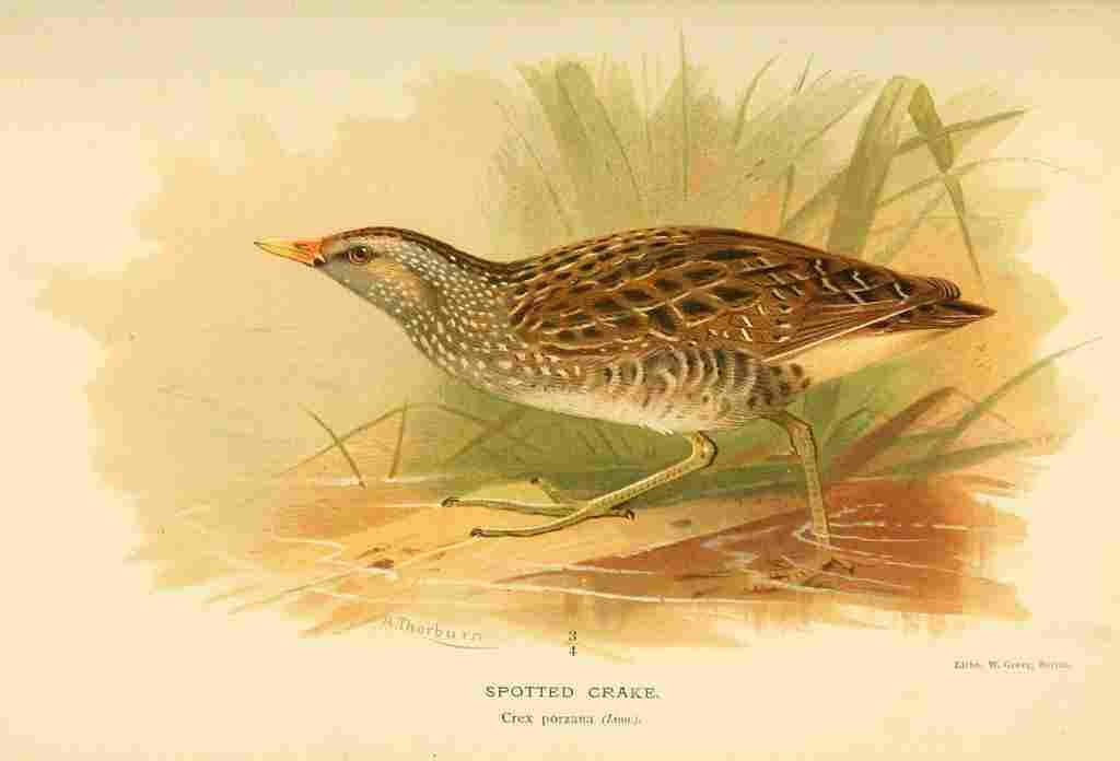 Thorburn Archibald 1885 Crake Spotted A4 Photo Print