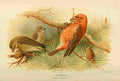 Thorburn Archibald 1885 Crossbill A4 Photo Print