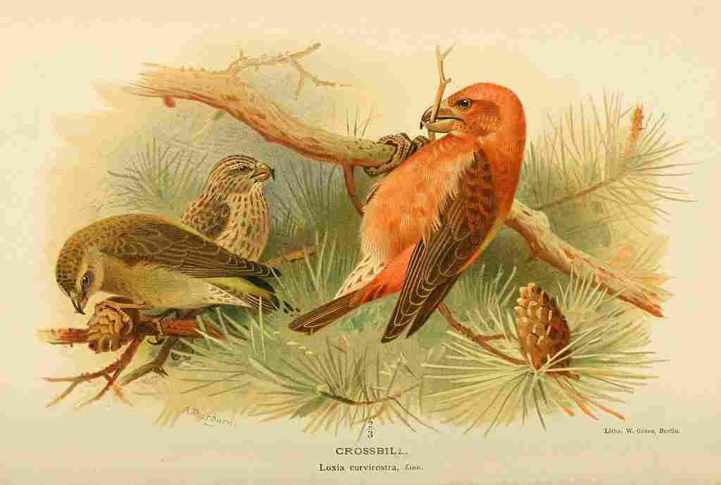 Thorburn Archibald 1885 Crossbill A4 Photo Print