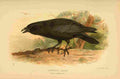 Thorburn Archibald 1885 Crow Carrion A4 Photo Print