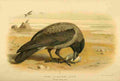 Thorburn Archibald 1885 Crow Grey or Hooded A4 Photo Print