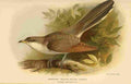 Thorburn Archibald 1885 Cuckoo American Yellow billed A4 Photo Print