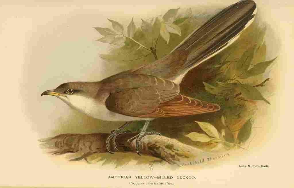 Thorburn Archibald 1885 Cuckoo American Yellow billed A4 Photo Print