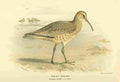 Thorburn Archibald 1885 Curlew Eskimo A4 Photo Print