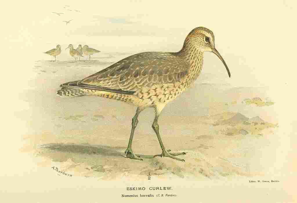 Thorburn Archibald 1885 Curlew Eskimo A4 Photo Print