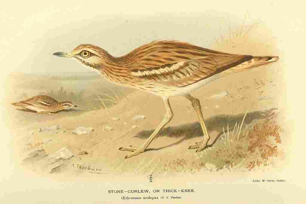 Thorburn Archibald 1885 Curlew Stone A4 Photo Print