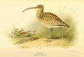Thorburn Archibald 1885 Curlew A4 Photo Print