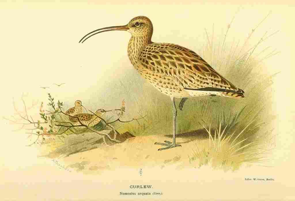 Thorburn Archibald 1885 Curlew A4 Photo Print