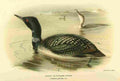 Thorburn Archibald 1885 Diver Great Northern A4 Photo Print