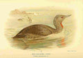 Thorburn Archibald 1885 Diver Red throated A4 Photo Print