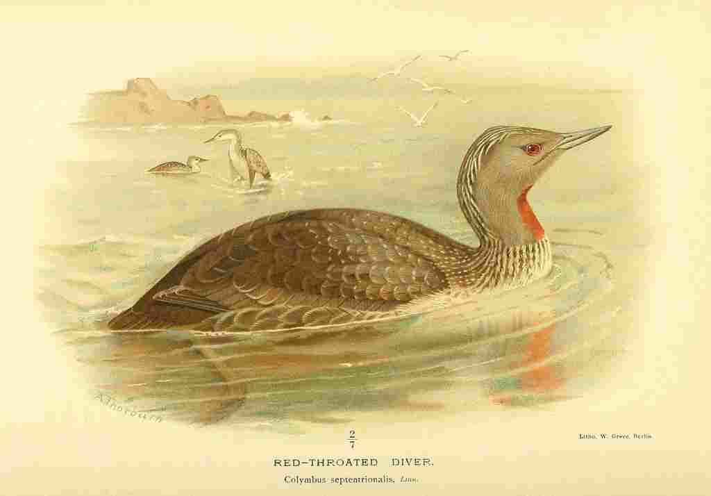 Thorburn Archibald 1885 Diver Red throated A4 Photo Print