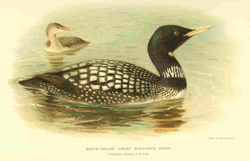 Thorburn Archibald 1885 Diver White billed Gt Nthn A4 Photo Print