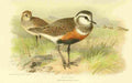 Thorburn Archibald 1885 Dotterel A4 Photo Print