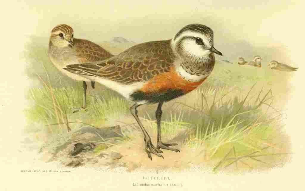 Thorburn Archibald 1885 Dotterel A4 Photo Print